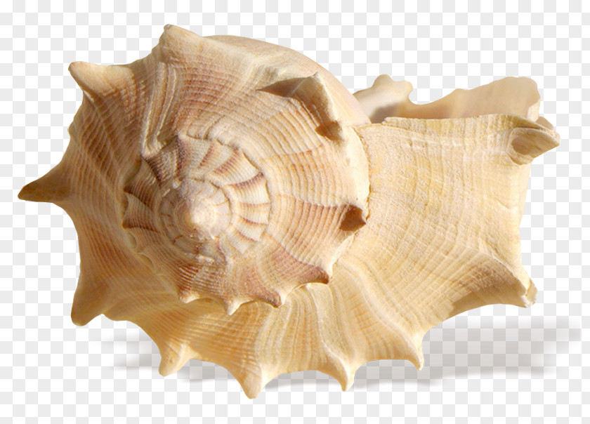 Transparent Rapana Seashell Resonance Ocean Shore PNG