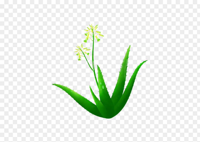 Aloe Plant Illustration Vera PNG