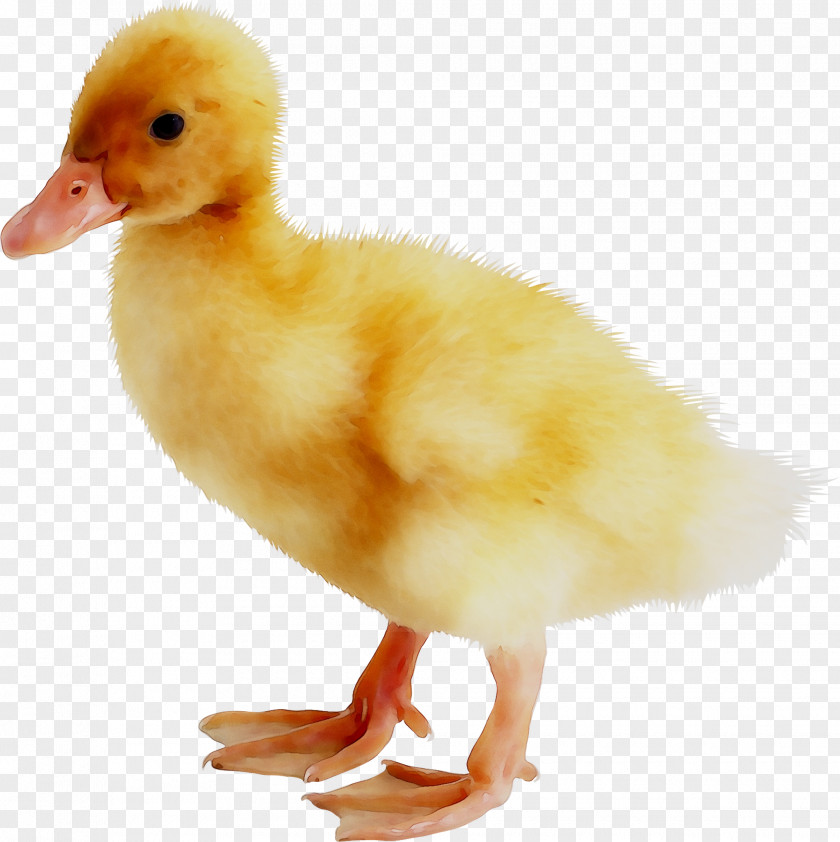 Duck Goose American Pekin Bird Poultry PNG