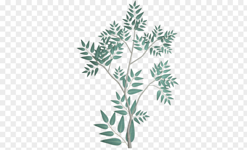 Eucalyptus Branch Gum Trees Leaf Phenetics PNG