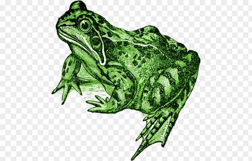 Frog American Bullfrog Toad True Tree PNG