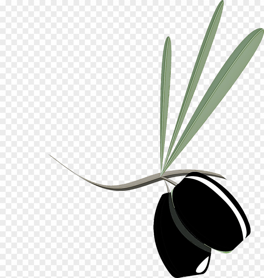 Leaf Plant Flower Olive PNG