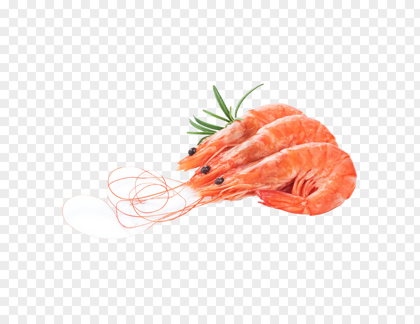 Lox Crudo Shrimp Cartoon PNG