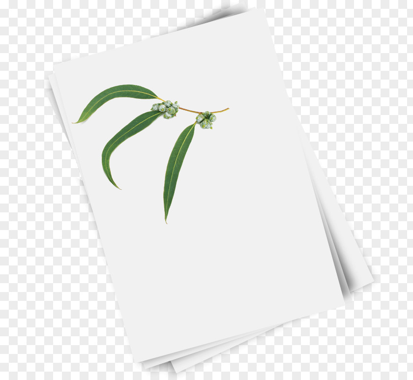 Paper Reel Green Rectangle Leaf PNG
