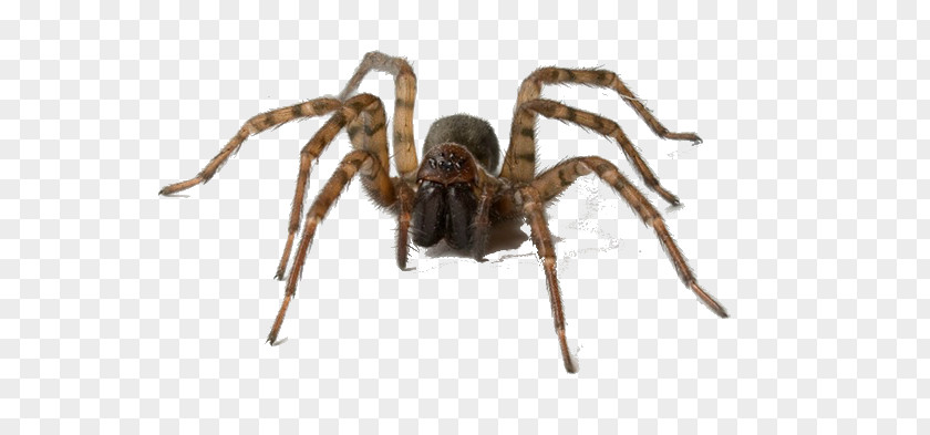 Spider House Pest Control Tegenaria Domestica PNG