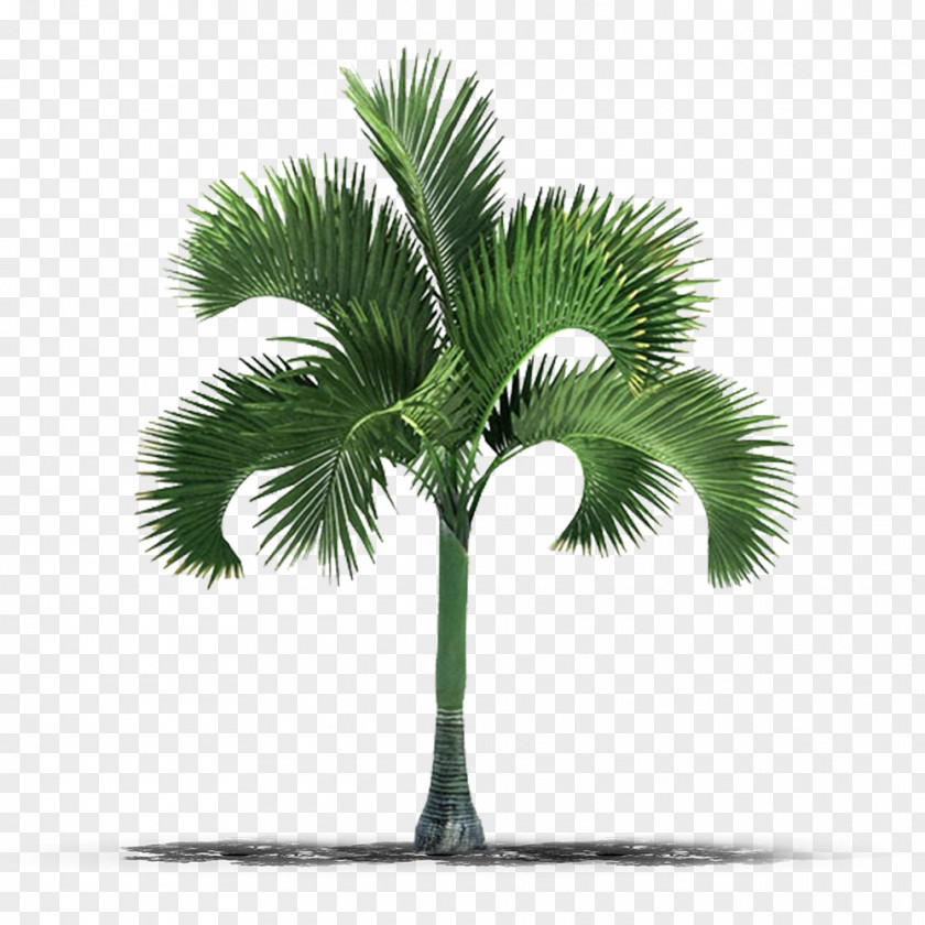 Tree Palm Trees Stock Photography Image PNG