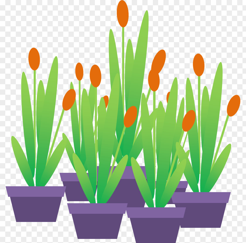 Tulip Animated Film Microsoft PowerPoint Ornamental Plant PNG