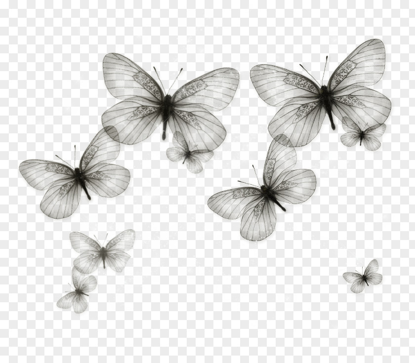 Butterfly Standard Test Image Pieridae PNG