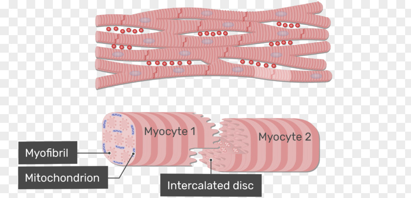 Muscle Tissue Intercalated Disc Cardiac Gap Junction Anatomy PNG