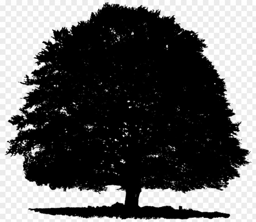 Tree Image Photograph Silhouette PNG