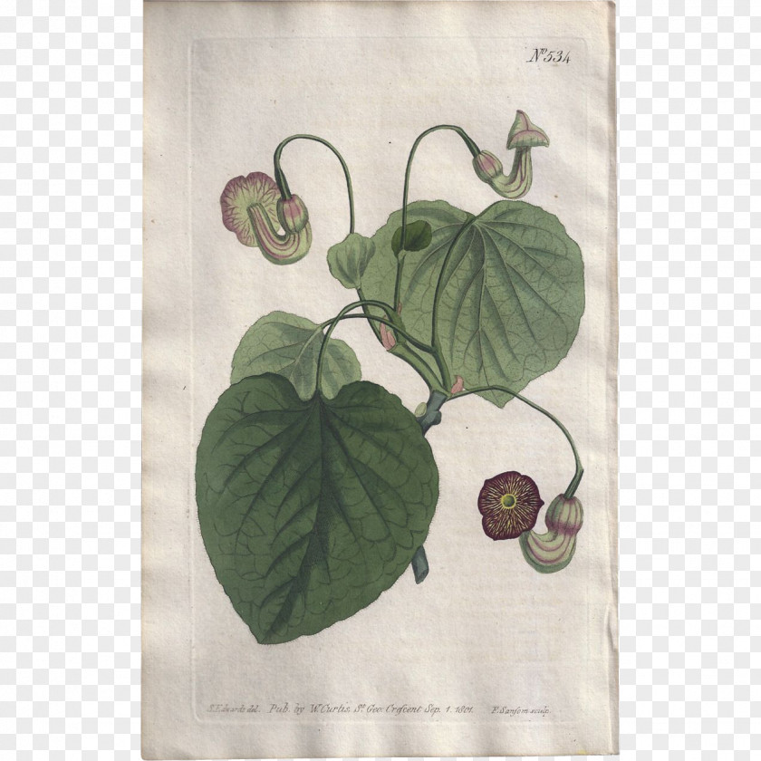 Leaf Textile Aristolochia Macrophylla Dutchman's Pipe PNG