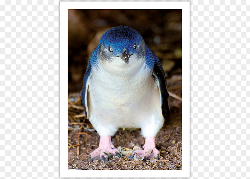 Penguin Little Bird Stock Photography Antarctica PNG
