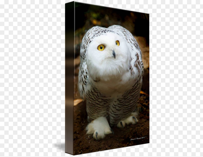 Snowy Owl Bird Barn Northern Hawk-owl Beak PNG