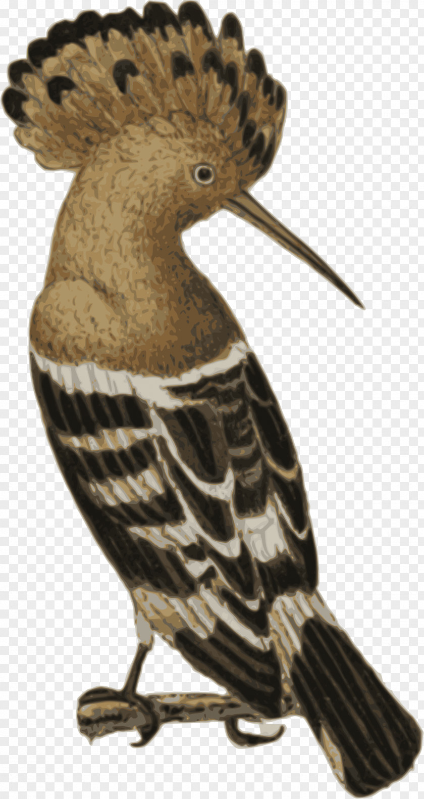 Watercolor Bird Eurasian Hoopoe Afro-Eurasia Clip Art PNG