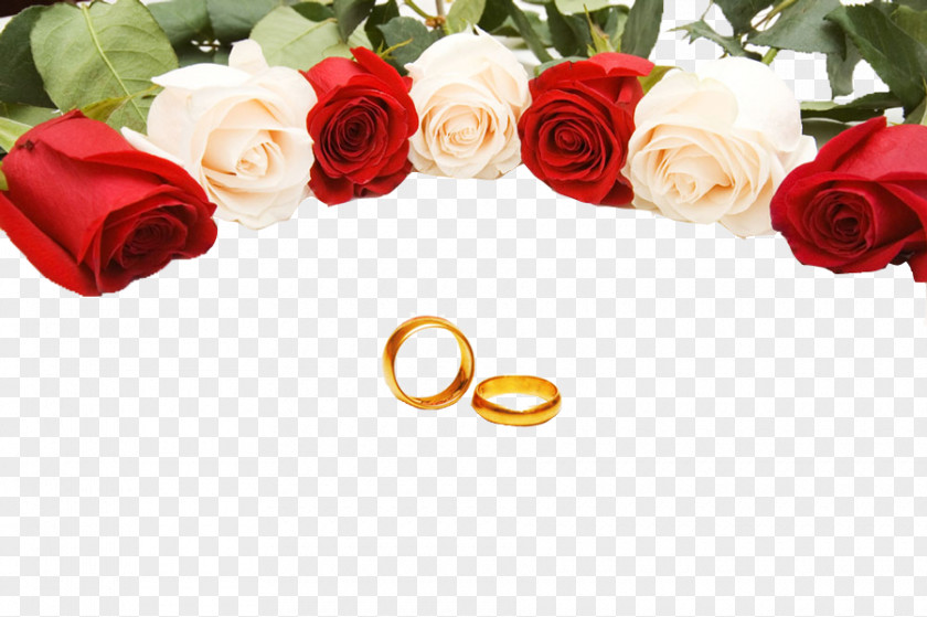 Wedding Rings Ring Rose Stock Photography PNG