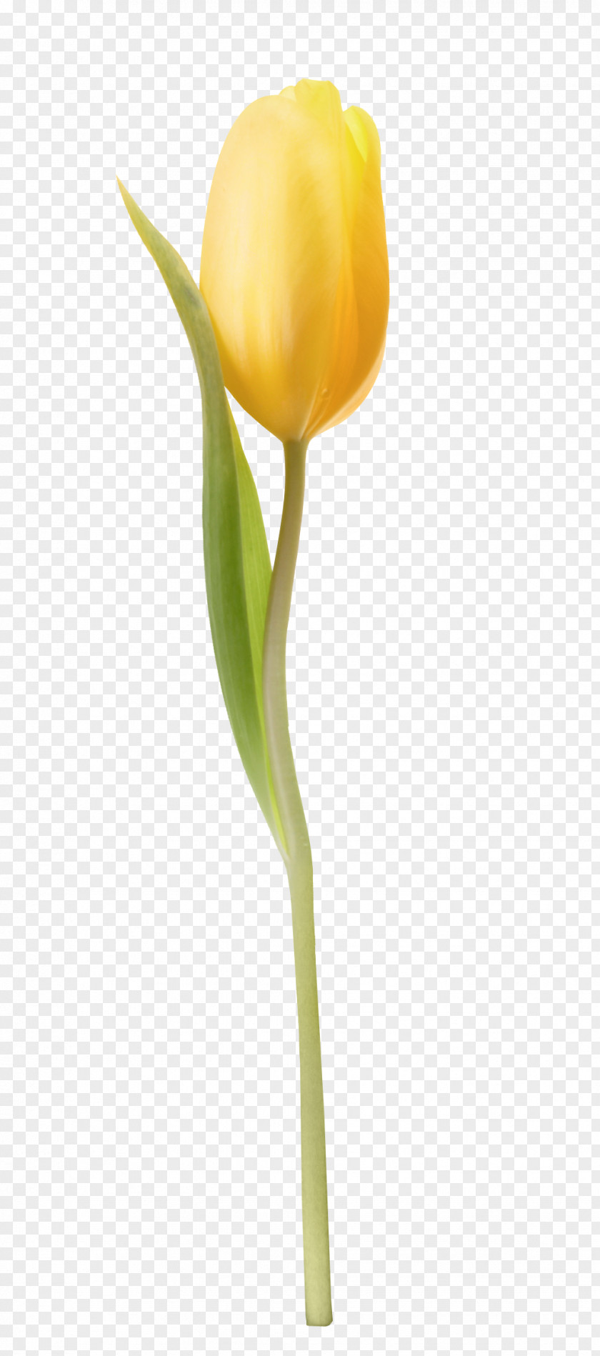 Amber Cut Flowers Tulip Bud Paskha PNG