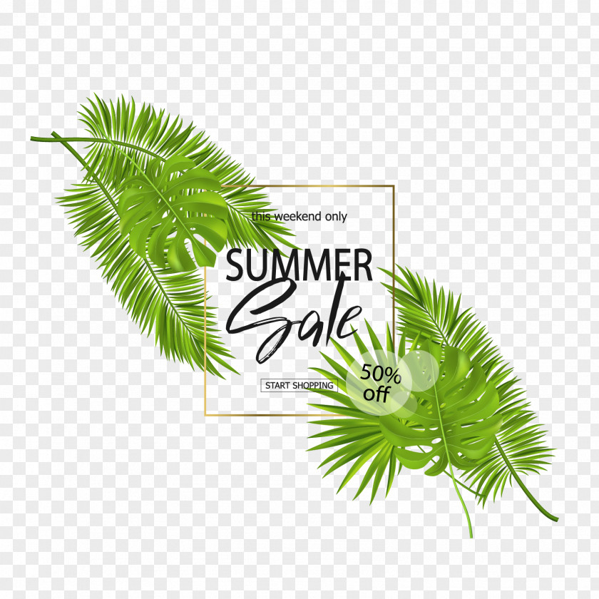 Free To Pull High-definition Coconut Leaves Leaf Euclidean Vector PNG