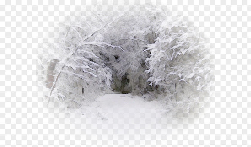Frost Winter Snow Freezing PNG