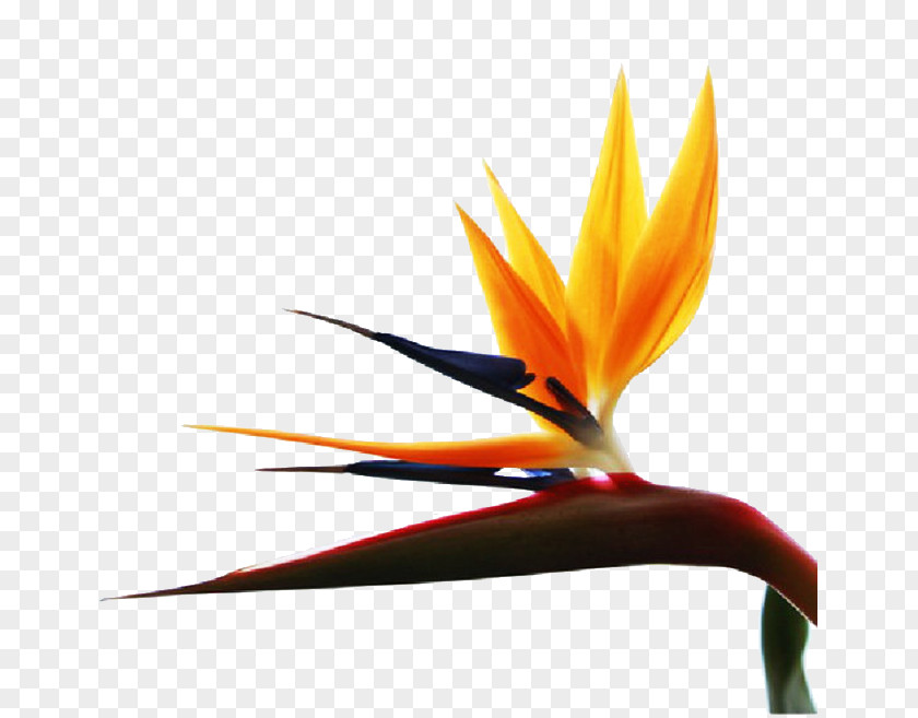 Orange Flowers Flower Petal PNG