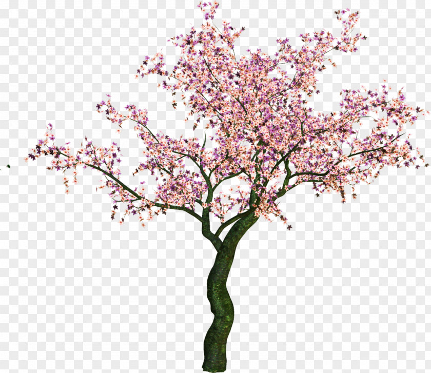 Cherry Blossom Information Download Clip Art PNG