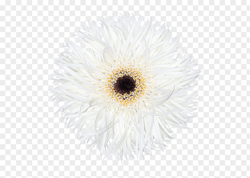 Chrysanthemum Common Daisy Transvaal Oxeye Aster PNG