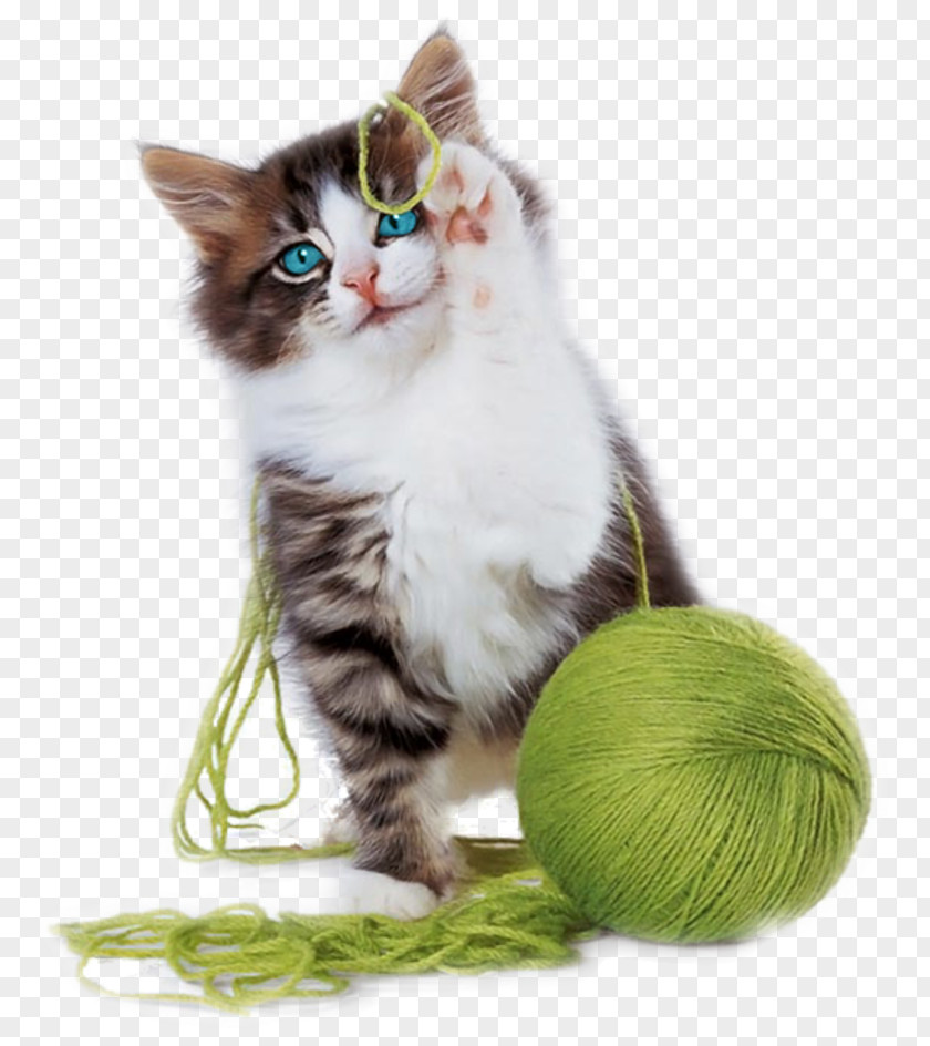 Kitten Cat Play And Toys Yarn Cuteness PNG
