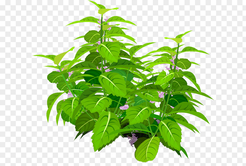 Plant Leaf Flowerpot Tree Herb PNG
