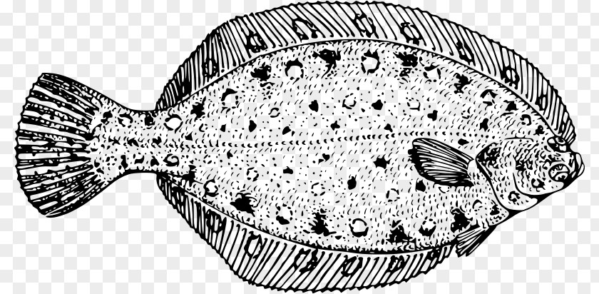 Sole Plaice Fish Cartoon PNG