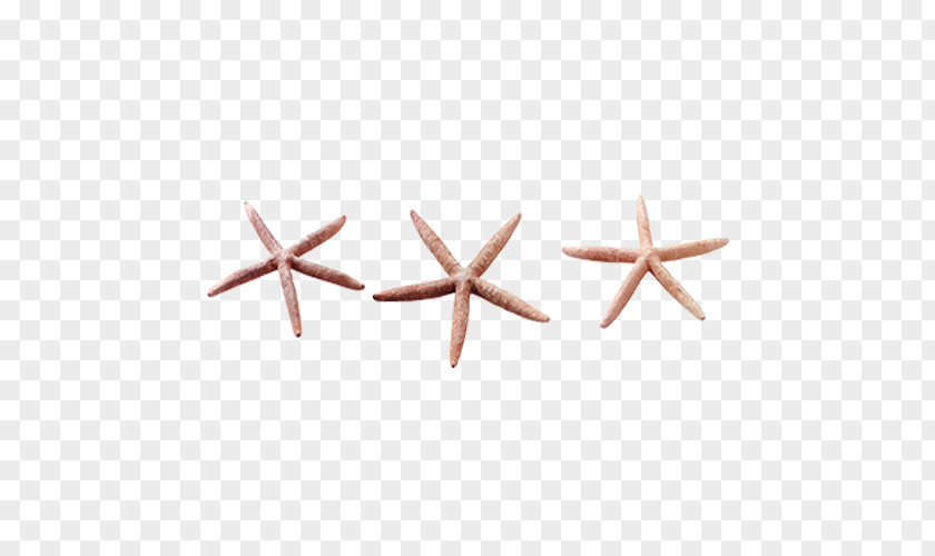 Starfish Pictures Animal Clip Art PNG