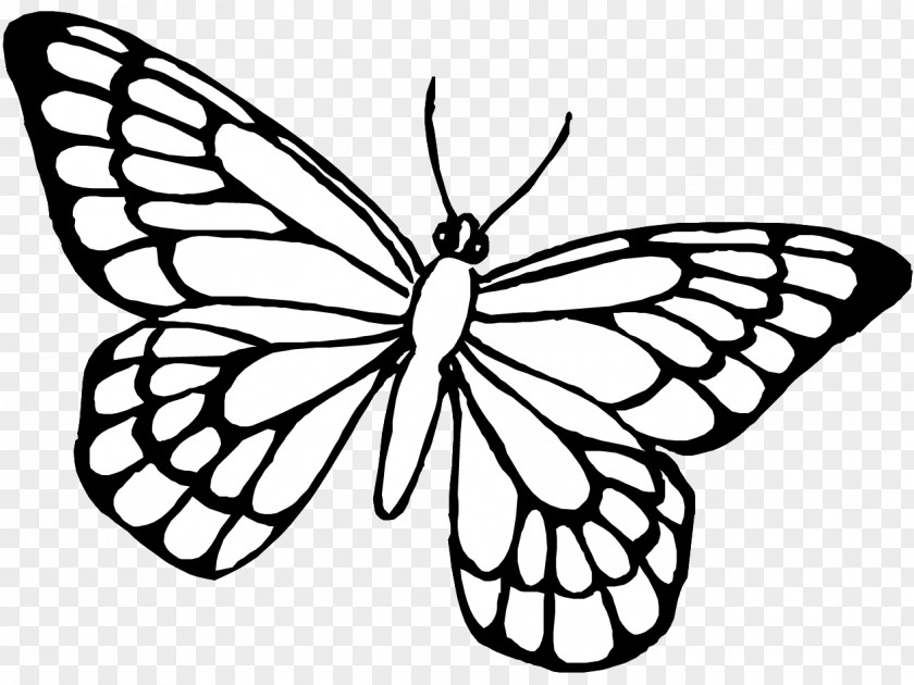 85 Butterfly Drawing Coloring Book Insect PNG