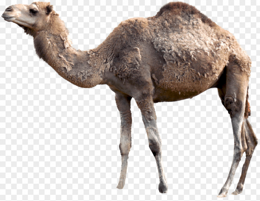 Donkey Transparent Background Bactrian Camel Dromedary Clip Art Image PNG