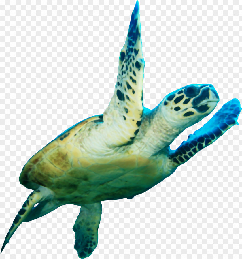 Sea Turtle Loggerhead Icon PNG