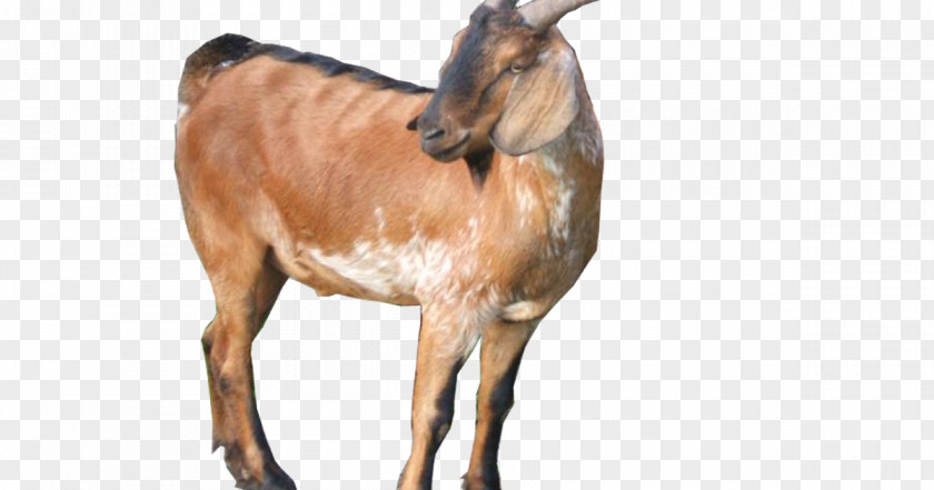 Sheep Jamnapari Goat Boer Farming Saanen Ahuntz PNG