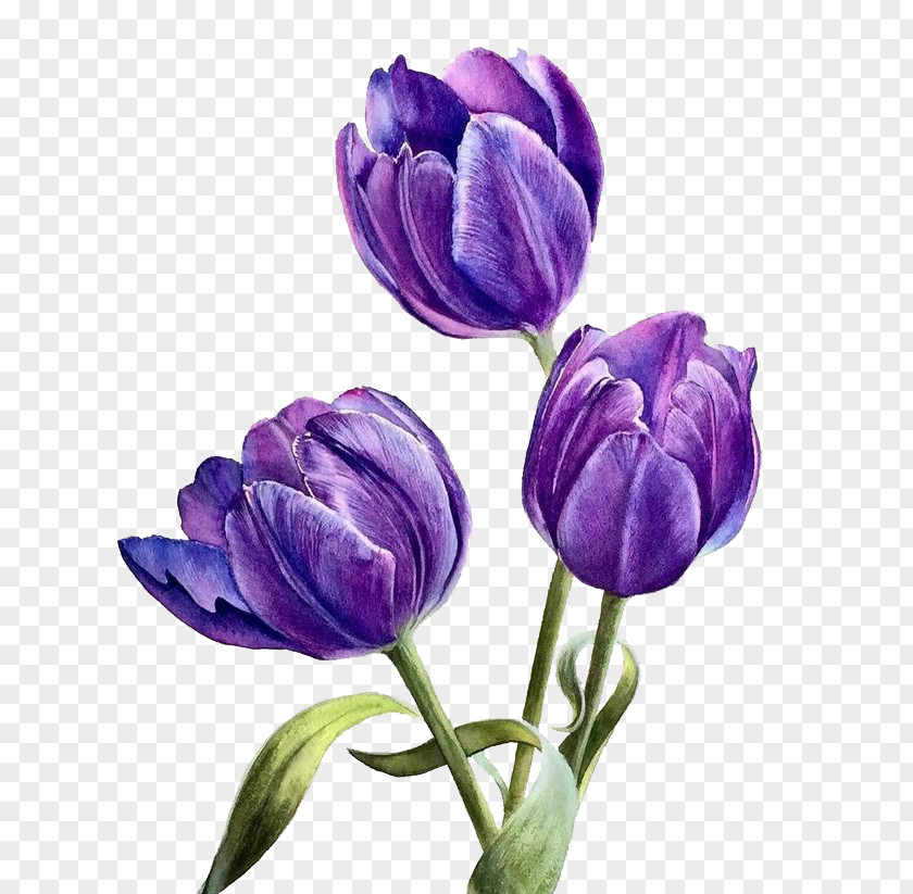 Watercolor Flowers Flower Purple PNG