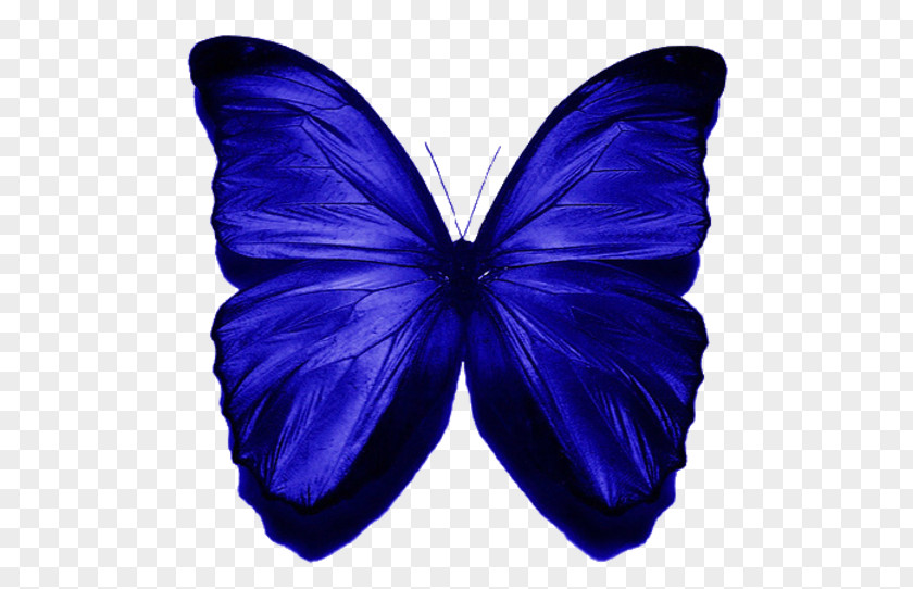 Blue Butterfly Morpho Menelaus Insect Clip Art PNG