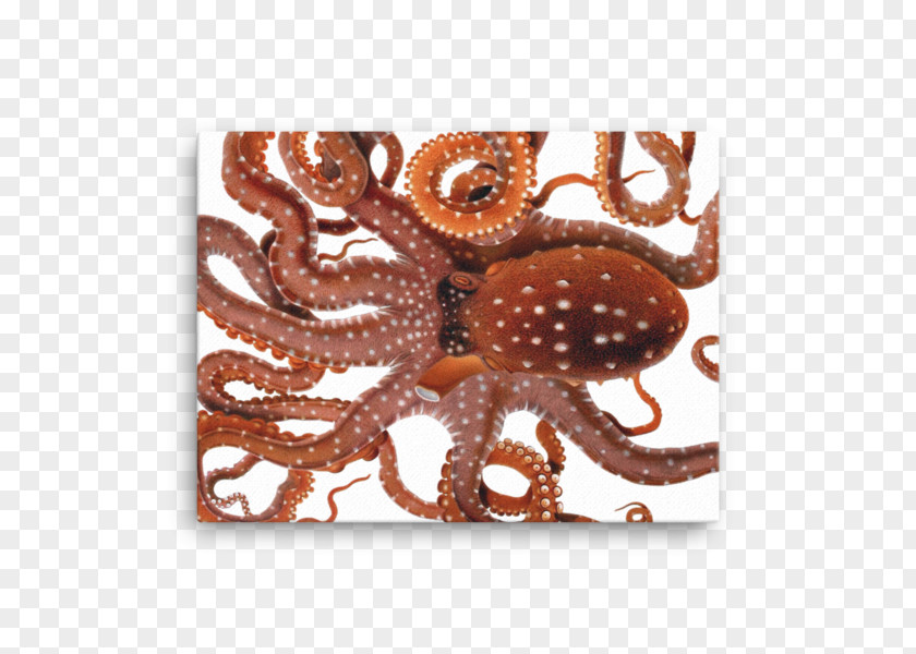 Giuseppe Jatta Octopus, Cuttlefish & Squid Cephalopod PNG