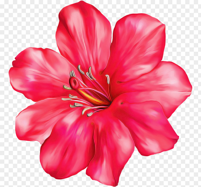 Petal Flower Pink Red Plant PNG