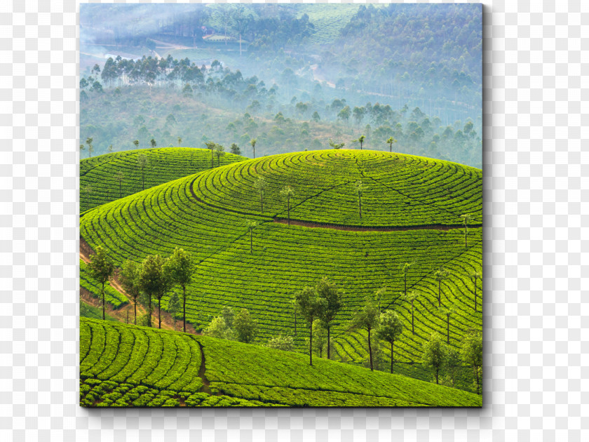 Tea Munnar Kochi Kumarakom Package Tour PNG