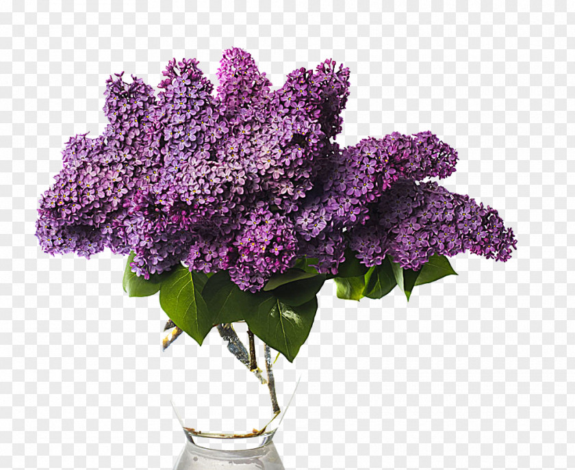 Vase Of Wisteria Lilac Flower Bouquet Stock Photography PNG