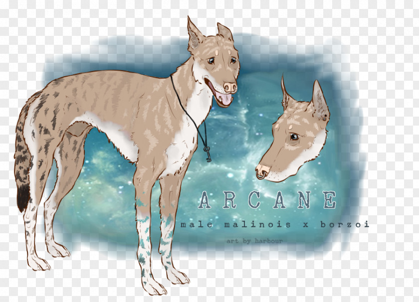 Arcane Italian Greyhound Whippet Spanish Ibizan Hound PNG