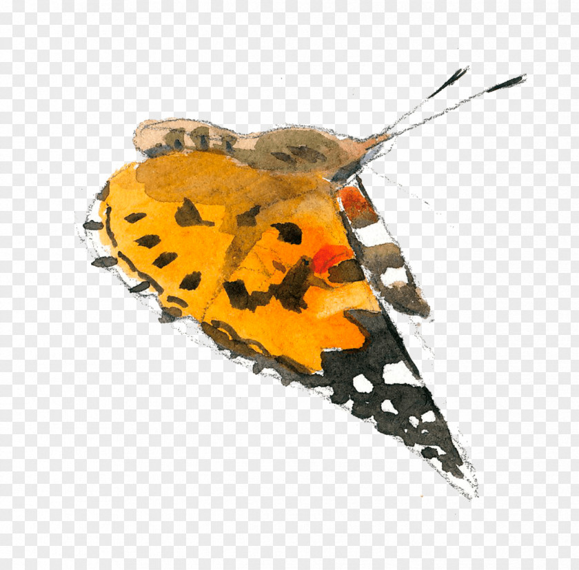 Baie De Sureau Butterfly Painted Lady Pterygota Corn Autumn PNG