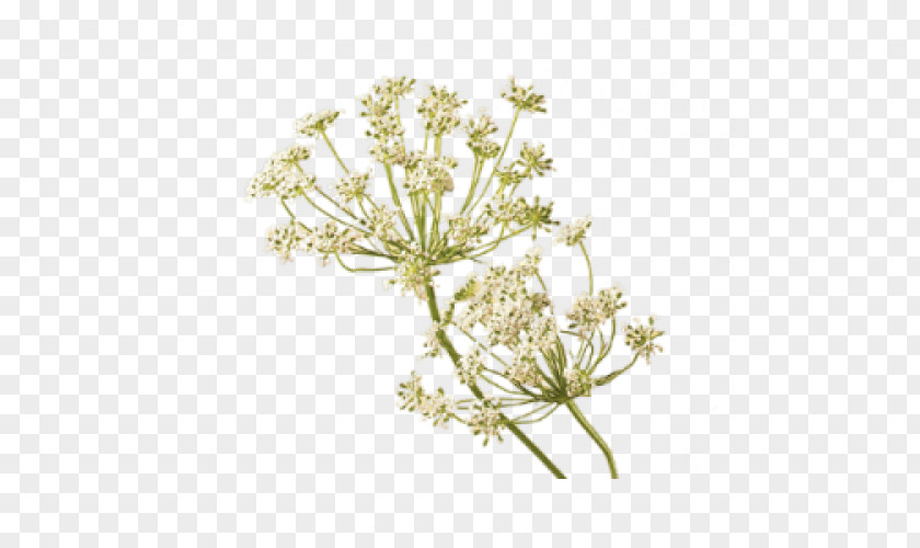 Carrot Seed Oil Flower Floristry Teleflora PNG