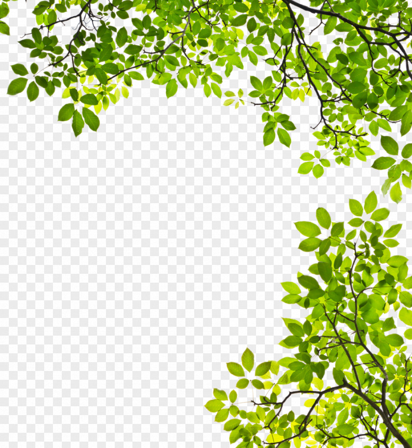 Leaves PNG