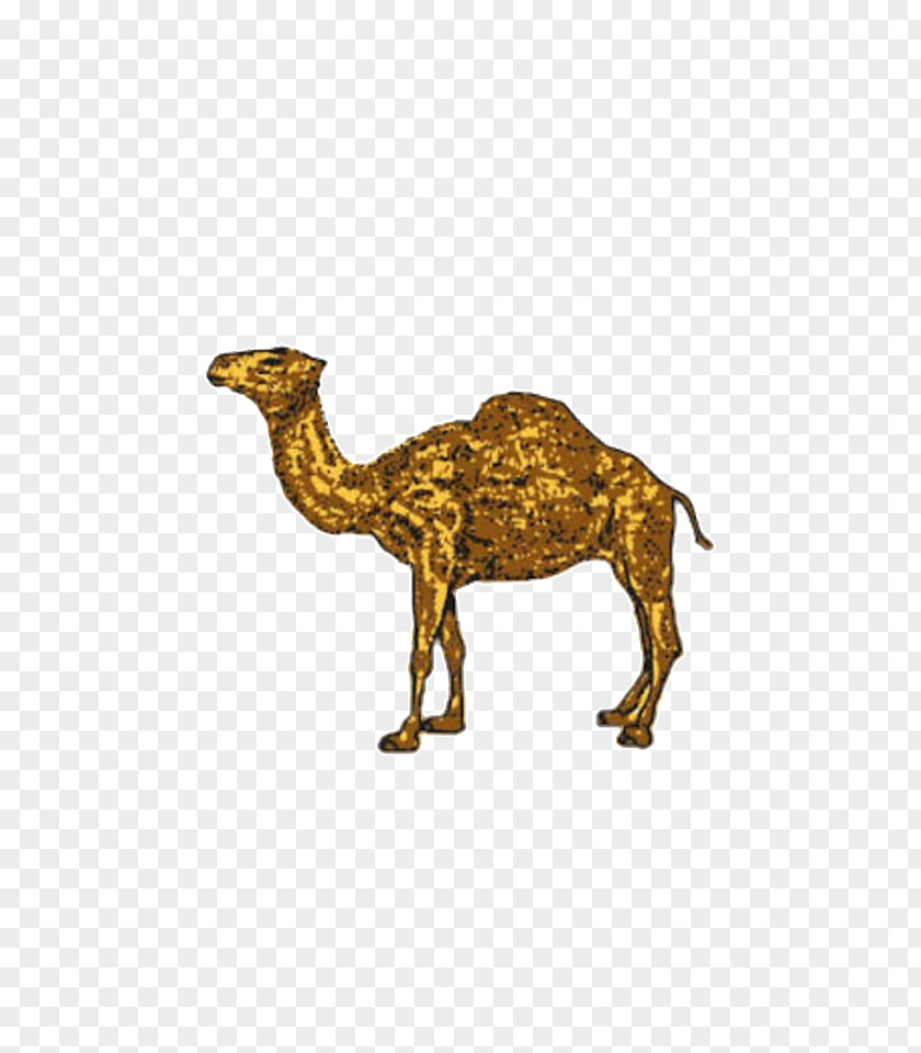 Camel Dromedary Joe Cigarette Bactrian PNG