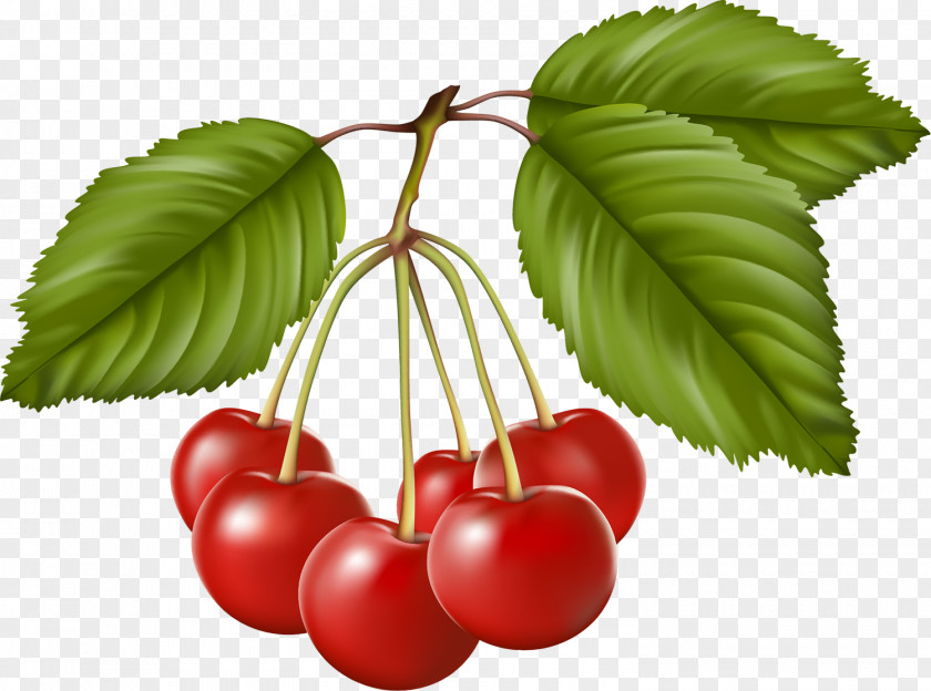 Cherry Berry Drawing Clip Art PNG