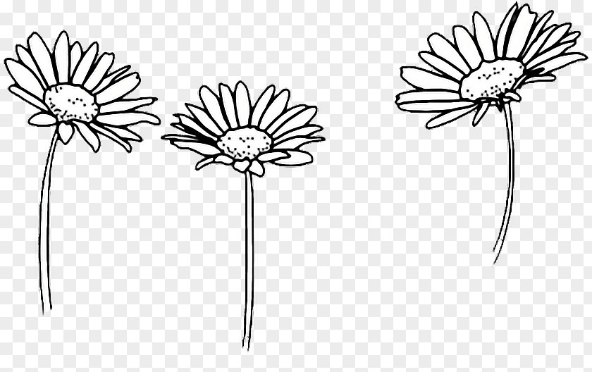 Flower Drawing Common Daisy Sketch PNG
