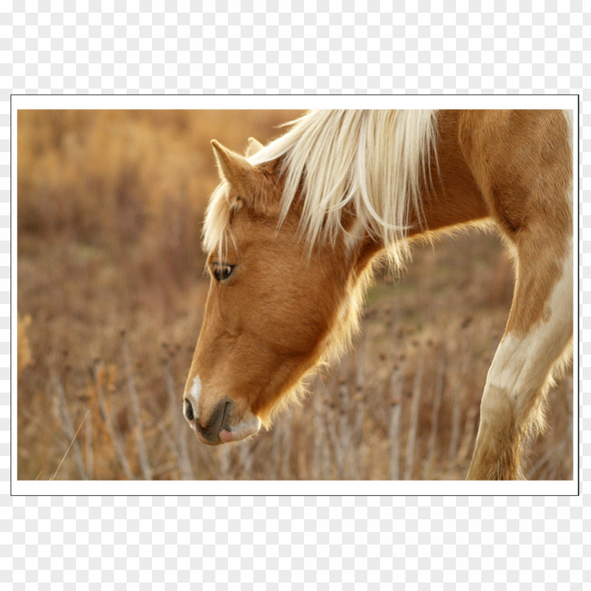 Horse Your Horse's Health Equestrian Equine Nutrition Aplington PNG