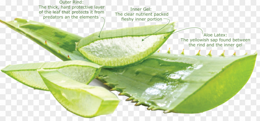 Leaf Aloe Vera Arborescens Nutrient Gel PNG