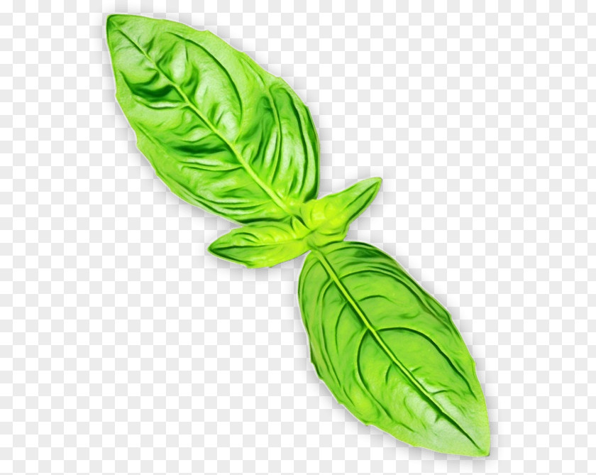 Leaf Green Plant Flower Vegetable PNG