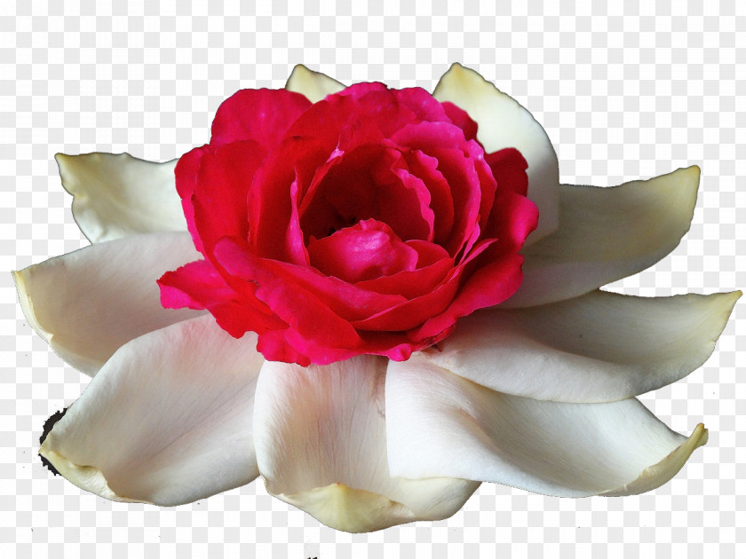 Lotus Rose Garden Roses Centifolia Rosa Chinensis Flower White PNG